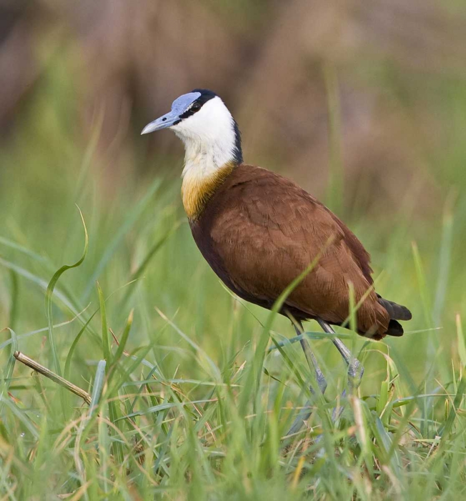 Kenya Close-up of jacana bird in grass
